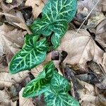 Arum italicum Fuelha