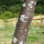 Quercus × cerrioides Ekosanga