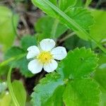 Fragaria viridisFlor