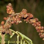 Rhus coriaria Fruto