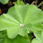 Alchemilla vulgaris Blad