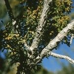 Juniperus monosperma عادت داشتن