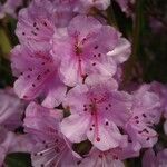 Rhododendron davidsonianum Floro