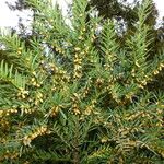 Taxus baccata Blomst