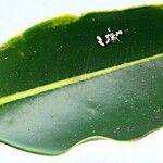 Apodytes clusiifolia Hoja