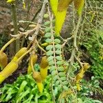 Sophora microphylla Hoja