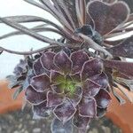 Aeonium arboreum পাতা