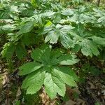 Podophyllum peltatum Fulla