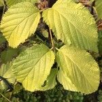 Rhodotypos scandens Leaf