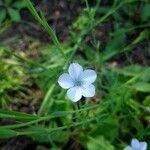 Linum bienneЦвят