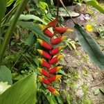 Heliconia rostrata Flors