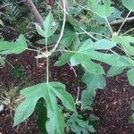 Brachychiton bidwillii Lapas