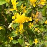 Barleria prionitis Cvet