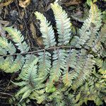 Athyrium niponicum Blad