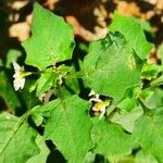 Solanum villosum ᱥᱟᱠᱟᱢ