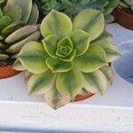 Aeonium decorum Feuille