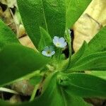 Myosotis sparsiflora Deilen