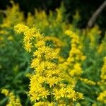 Solidago gigantea 花