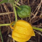 Physalis viscosa Frucht