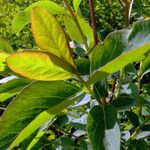 Lonicera caerulea List