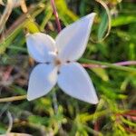 Conostomium quadrangulare Blomma