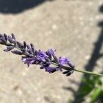 Lavandula × intermedia Flower