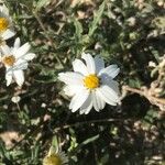 Melampodium leucanthum Λουλούδι