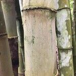 Dendrocalamus asper Ostalo