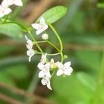 Galium palustre Blüte