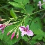 Jasminum beesianum Bloem