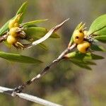 Ernodea littoralis Fruto