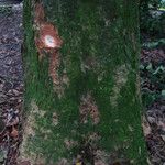 Gilbertiodendron dewevrei Bark