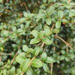 Osmanthus delavayi Levél