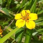 Sclerocarpus divaricatus Flor