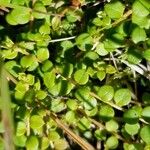 Gaultheria hispidula Blatt