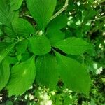 Crataegus punctata Leaf