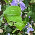 Clematis integrifolia पत्ता