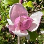 Magnolia × soulangeana Квітка