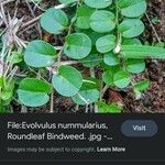 Evolvulus nummularius Liść