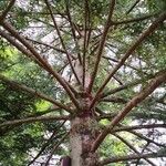 Abies homolepis Buveinė
