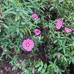 Cistus x purpureus Flower