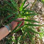Pteris denticulata Yaprak