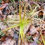 Carex muskingumensis 葉