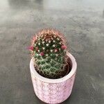 Mammillaria backebergiana 葉