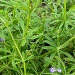 Galium aparineFlower