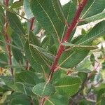 Arbutus andrachne Leaf