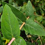 Hypericum hircinum Blad