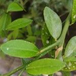 Citrus australasica Leaf