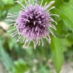 Cirsium altissimum Kvet