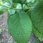 Stachytarpheta mutabilis Leaf